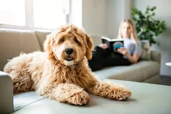 dog insurance